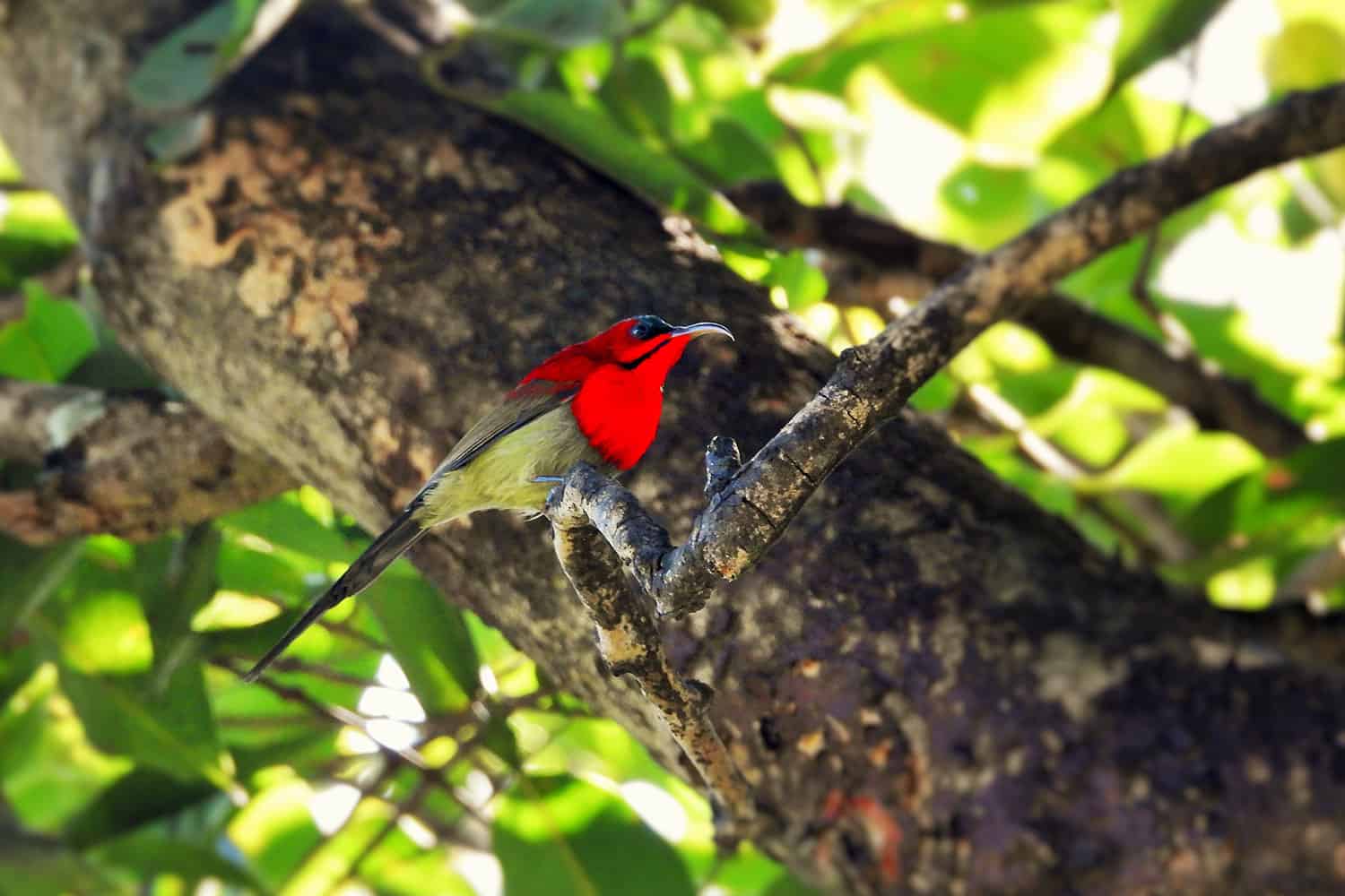 Best Bird Watching Places in Uttarakhand by Travel Agents in Haridwar - ABD Holidays