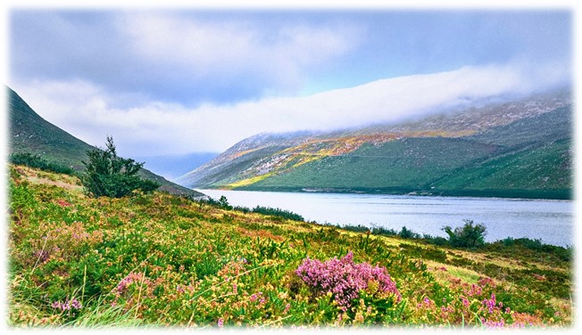 Mesmerizing Valley Of Flowers ( 4N/ 5D )