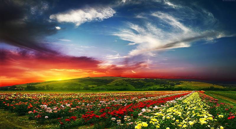 Valley Of Flowers Tour Package 2023 (5N/6D)